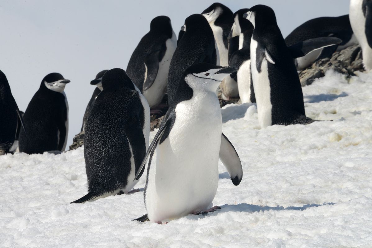 14B Chinstrap Penguins On Aitcho Barrientos Island In South Shetland Islands On Quark Expeditions Antarctica Cruise